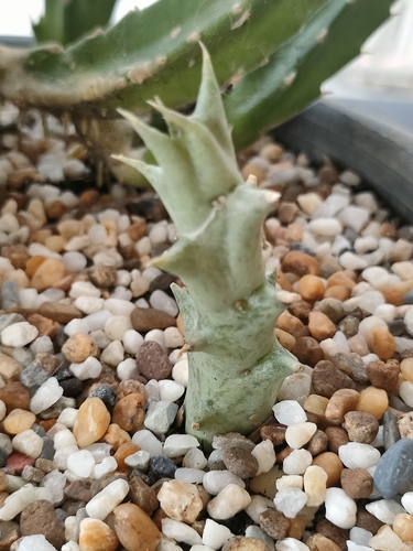 Pachycymbium deflersianum (Lavranos) M.G.Gilbert 2
