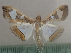 Glyphodes bivitralis