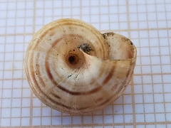Cernuella aginnica