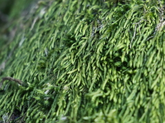 Pterigynandrum filiforme