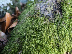 Pterigynandrum filiforme