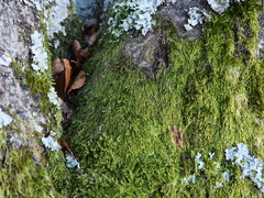 Pterigynandrum filiforme