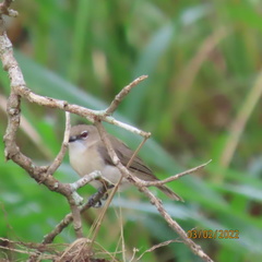 Gerygone magnirostris