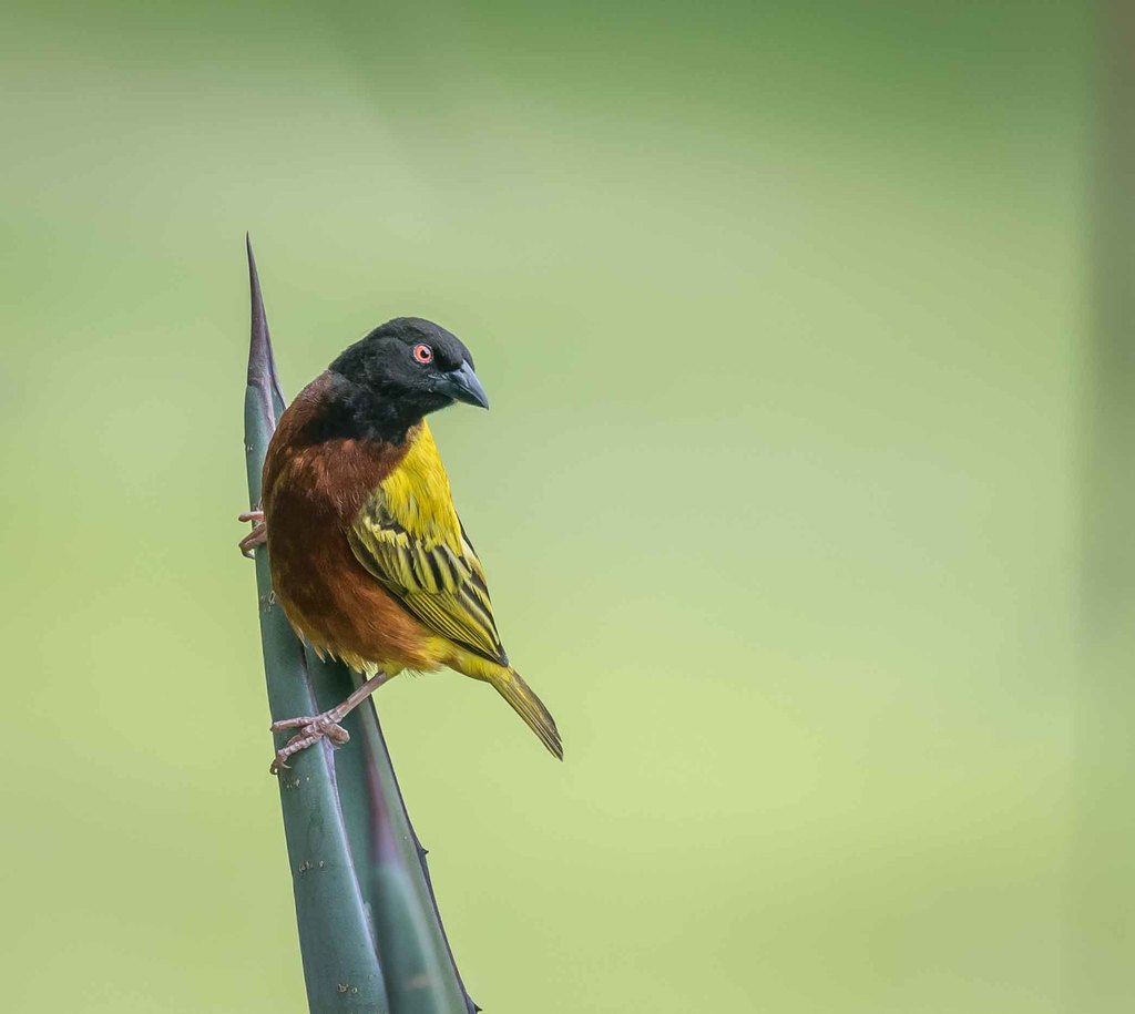 Golden-Backed Weaver