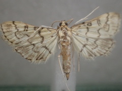 Metasia delotypa