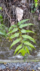 Asplenium falcatum