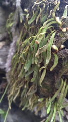 Pyrrosia linearifolia