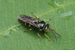 Bembecinus borneanus