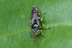 Bembecinus borneanus