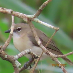 Gerygone magnirostris