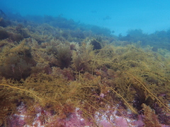 Cystophora moniliformis