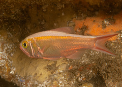Optivus agastos