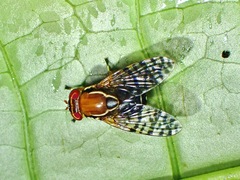 Scholastinae