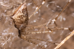 Holocnemus hispanicus