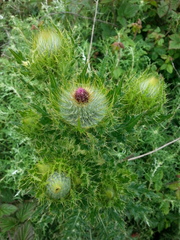 Cirsium brevistylum