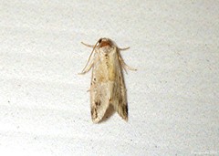 Maliattha synochitis