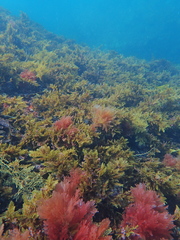 Cystophora pectinata