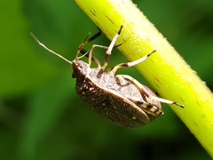 Platycoris bipunctatus