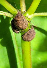 Platycoris bipunctatus