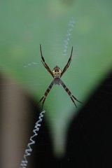 Argiope mangal