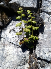 Cystopteris tasmanica