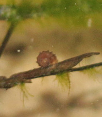 Gyraulus crista