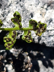 Cystopteris tasmanica