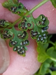 Cystopteris tasmanica