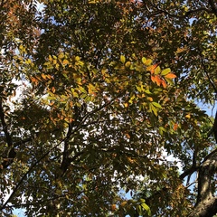 Sapindus mukorossi