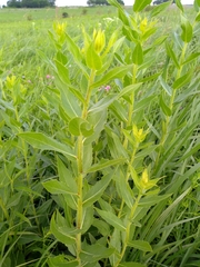 Silphium radula