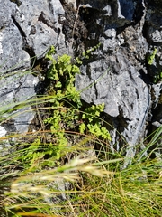 Cystopteris tasmanica