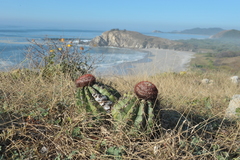 Melocactus curvispinus