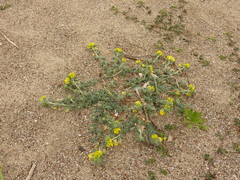 Medicago marina