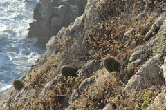 Melocactus curvispinus