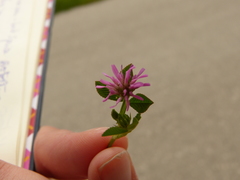 Trifolium resupinatum