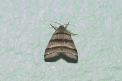 Flammona