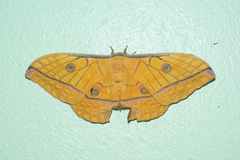 Antheraea helferi