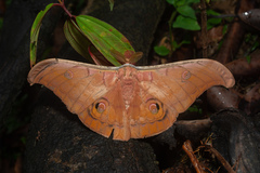 Antheraea helferi