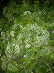 Plectranthus verticillatus