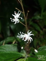 Ainsliaea fragrans