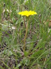 Taraxacum bessarabicum