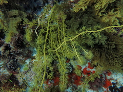 Cystophora moniliformis