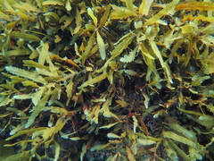 Platythalia quercifolia