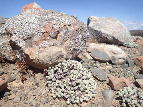 Image of Antimima pumila by (c) Mahomed Desai, some rights reserved (CC BY)