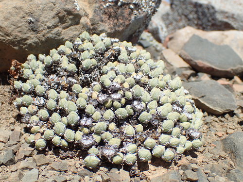 Antimima pumila