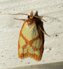 Sparganothis sulfureana