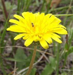 Taraxacum bessarabicum