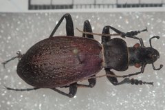 Carabus boysi