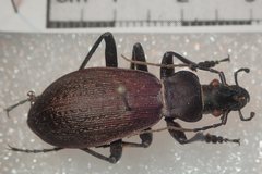 Carabus boysi