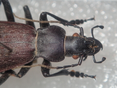 Carabus boysi